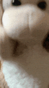 a close up of a stuffed animal 's nose