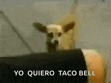 a dog is sitting on top of a table with the words yo quiero taco bell written on the bottom .