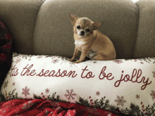 a small dog is sitting on a pillow that says it 's the season to be jolly