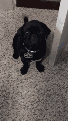 Excited Dogs GIF - Excited Dogs GIFs