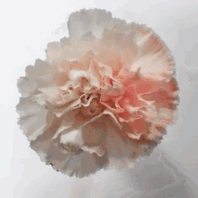 카네이션 어버이날 꽃 분홍 GIF - Carnation Flower Clove Pink GIFs