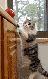 a cat is playing with a red ball on a wooden cabinet