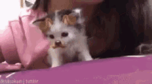 Meow Dog GIF - Meow Dog Yawn GIFs