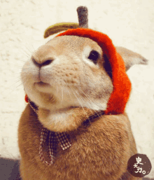 Bunny Rabbit GIF - Bunny Rabbit Chewing GIFs