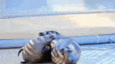 two seals are hugging each other on a table