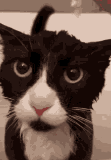 Wimble Cat GIF - Wimble Cat Silly GIFs