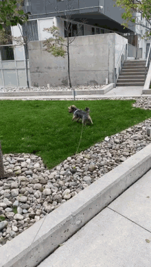 a small dog on a leash is running in a grassy area