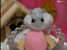 Cuteness Hamster GIF - Cuteness Hamster Jello GIFs