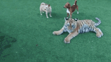 Play With Meeee GIF - Animals Tiger Cub GIFs