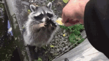 Raccoon Give It To Me GIF - Raccoon Give It To Me GIFs