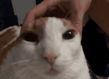 Cat Cat Hand GIF - Cat Cat Hand Hand GIFs