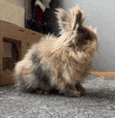 a fluffy rabbit is sitting on a carpeted floor