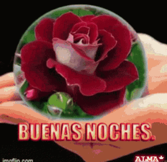 Buenas Noches Greetings GIF - Buenas Noches Greetings Flowers - Discover &  Share GIFs