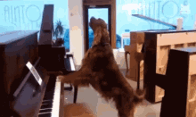 Dog Playing Piano Dog Singing GIF - Dog Playing Piano Playing Piano Dog Singing GIFs
