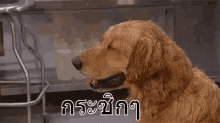 หมาร้องไห้ กระซิกๆ เศร้า GIF - Crying Dog Dog Cries Sad GIFs