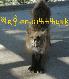 Fox Lazdogot GIF - Fox Lazdogot GIFs