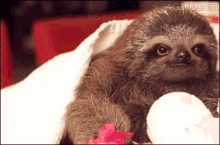 A Gift From A Sloth - Flowers GIF - Flower Sloth GIFs