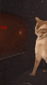 Lethal Company Bell GIF - Lethal Company Bell Cat GIFs