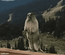 a groundhog is standing on its hind legs in front of a mountain with the words `` nervevar '' written on it .