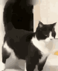 Cat 고양이 GIF - Cat 고양이 GIFs