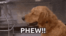 a dog is holding a piece of paper in its mouth .