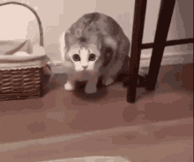 Come Here Cat GIF - Come Here Cat GIFs