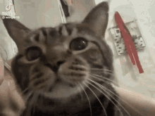 Cat Shocked GIF - Cat Shocked Kissing GIFs