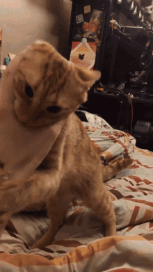 Portocala Cat Fight GIF - Portocala Cat Fight Attack GIFs
