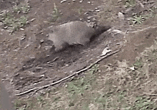 a turtle is crawling on the ground next to a stick .