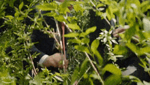 a man in a suit and tie is standing in a bush with lots of leaves .