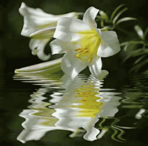 Blooming Flower Gif Blooming Flower Discover Share Gifs