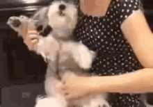 Playing With Your Dog GIF - Dog Play Instrument GIFs