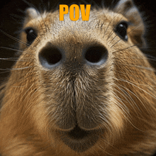 Capybara Sniff GIF