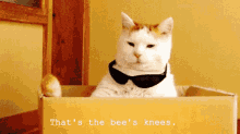 That'S The Bee'S Knees. GIF - Bees Knees Thats The Bees Knees GIFs