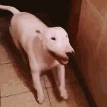 Bull Terrier Dance GIF - Bull Terrier Dance Happy GIFs