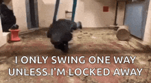 a gorilla is swinging in a hammock in a room .