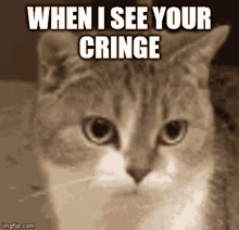 Kitty Cringe GIF - Kitty Cringe Angry GIFs