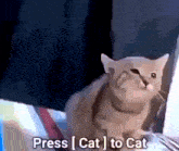 Cat Cat Meme GIF - Cat Cat Meme Press Cat To Cat GIFs