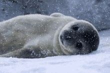 seal snow cute winter animal