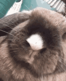 Hollandlop Conejo GIF - Hollandlop Conejo Rabbit GIFs