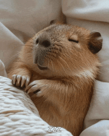 a close up of a guinea pig sleeping on a bed with the word zzz above it