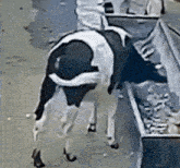 a black and white cow is drinking water from a bucket