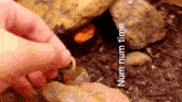 a person is feeding a snake with the words num num time written below them