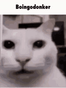 Boingodonker Cat GIF - Boingodonker Cat Cat Meme GIFs