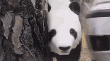 Random Panda GIF - Random Panda Head Bump GIFs
