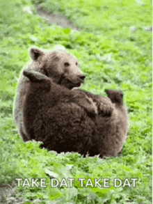 Bear Funny Animal GIF - Bear Funny Animal Fart GIFs