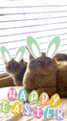 Easter Happy GIF - Easter Happy Cat GIFs