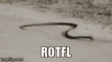Rotfl Lol GIF - Rotfl Lol Funny GIFs