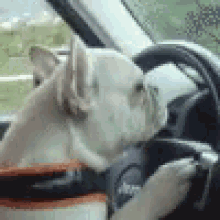 Dog Driving Dog GIF