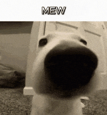 a close up of a dog 's face with its mouth open and the word mew written above it .